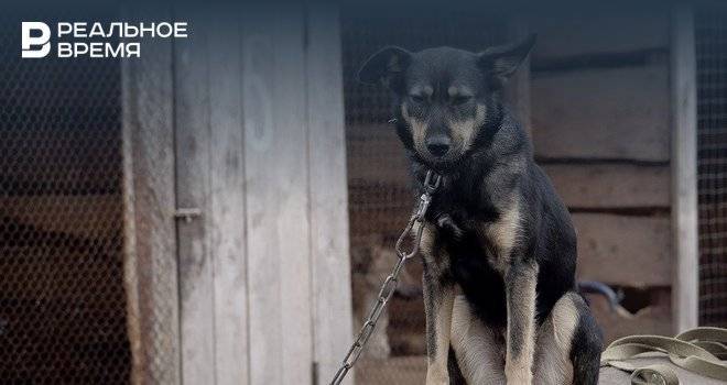 В Казани могут завести уголовное дело за жестокое обращение с животными при их отлове