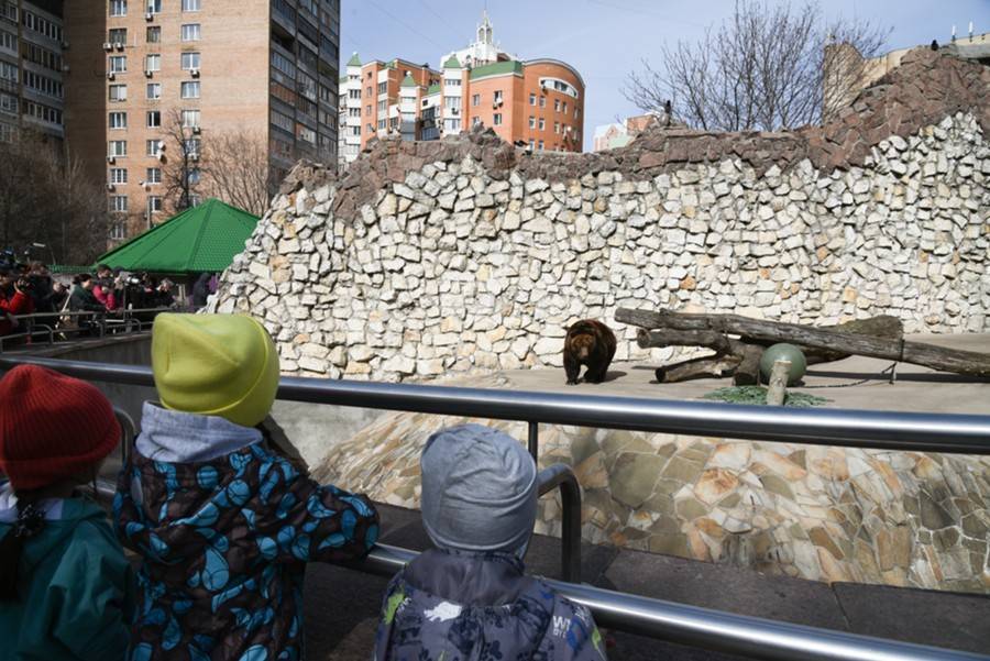 Бурый и гималайские медведи в Московском зоопарке готовятся к спячке