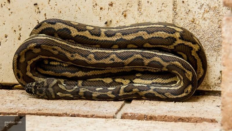 Разводившая змей американка, обнаружена мертвой с питоном на шее