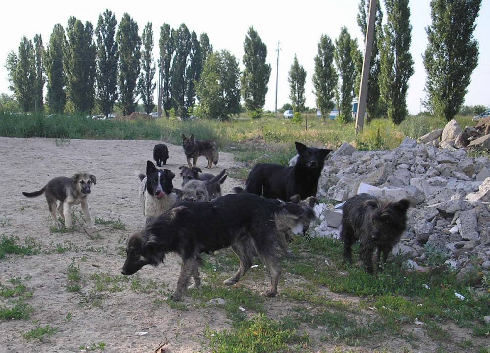 Прокуратура: В Казани бездомных собак убивают препаратом, вызывающим медленную и мучительную смерть
