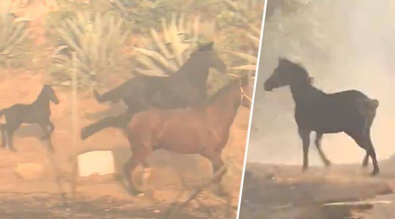 Во время бушующего лесного пожара конь, которого эвакуировали, побежал обратно в дым, чтобы помочь своей «семье»