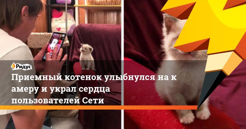 Приемный котенок улыбнулся на&nbsp;камеру и&nbsp;украл сердца пользователей Сети