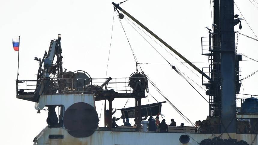 Группу из 19 белух, содержавшихся в «китовой тюрьме», выпустили в Японское море
