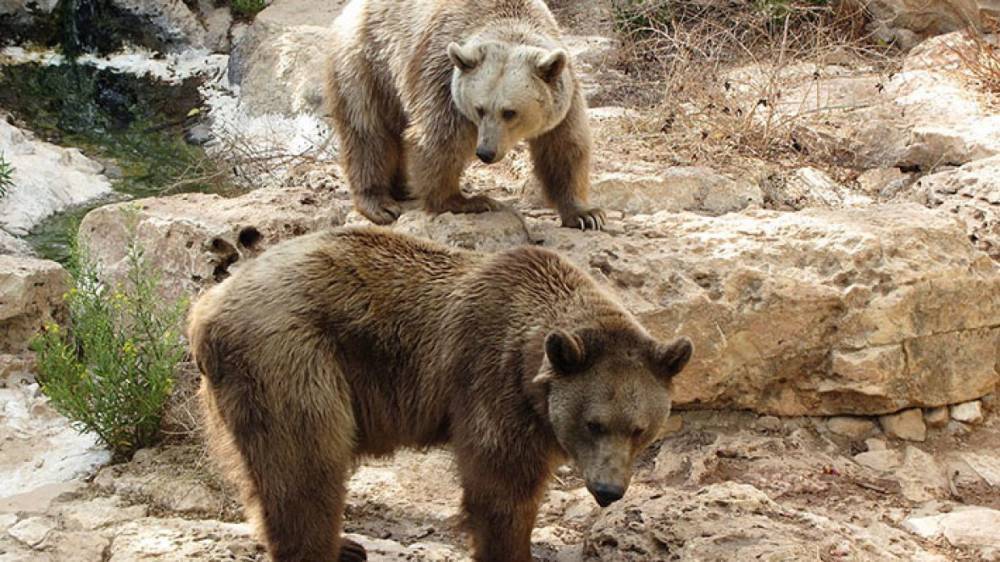 В Коми решили убить шестерых смелых медведей