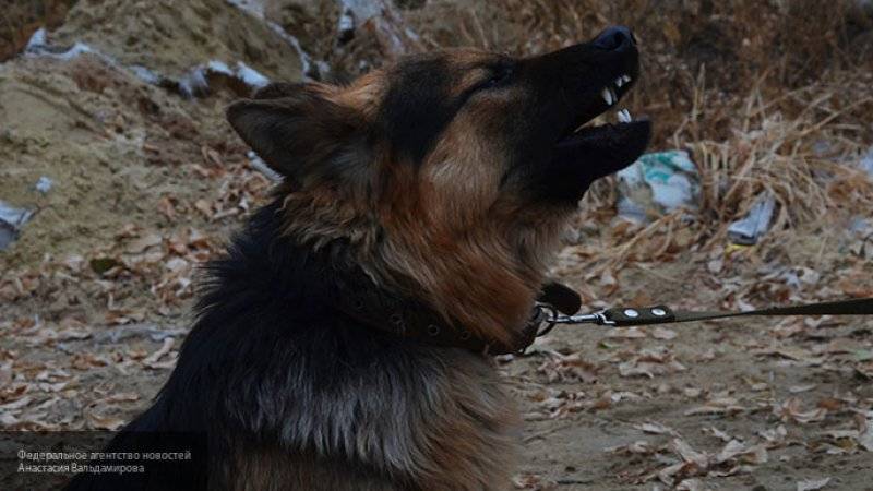 Бродячие собаки напали на восьмилетнего ребенка в Красноярске