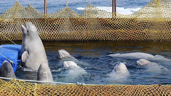Все животные из «китовой тюрьмы» в Приморье выпущены на свободу