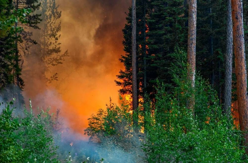 Государственный институт русского языка назвал «пожар» и «протест» словами 2019 года