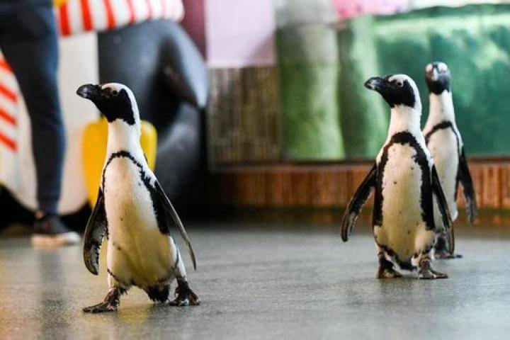 В Московском зоопарке прошел парад пингвинов