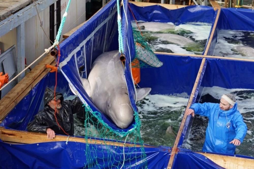 Появились фото выпуска на свободу последних белух из «китовой тюрьмы» в Приморье