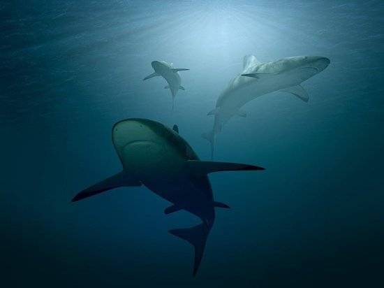Стали известны подробности о найденном в желудке акулы туристе
