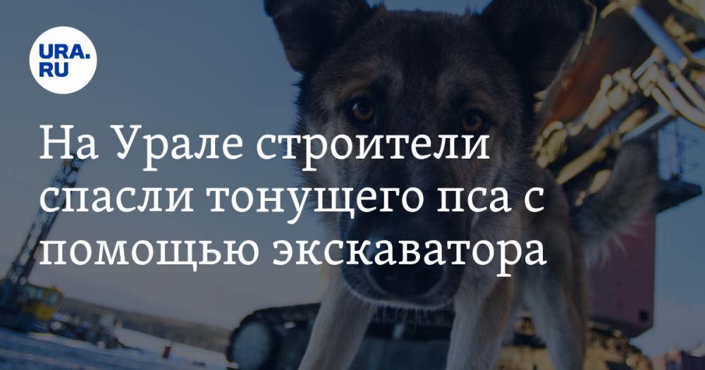 На Урале строители спасли тонущего пса с помощью экскаватора. ВИДЕО