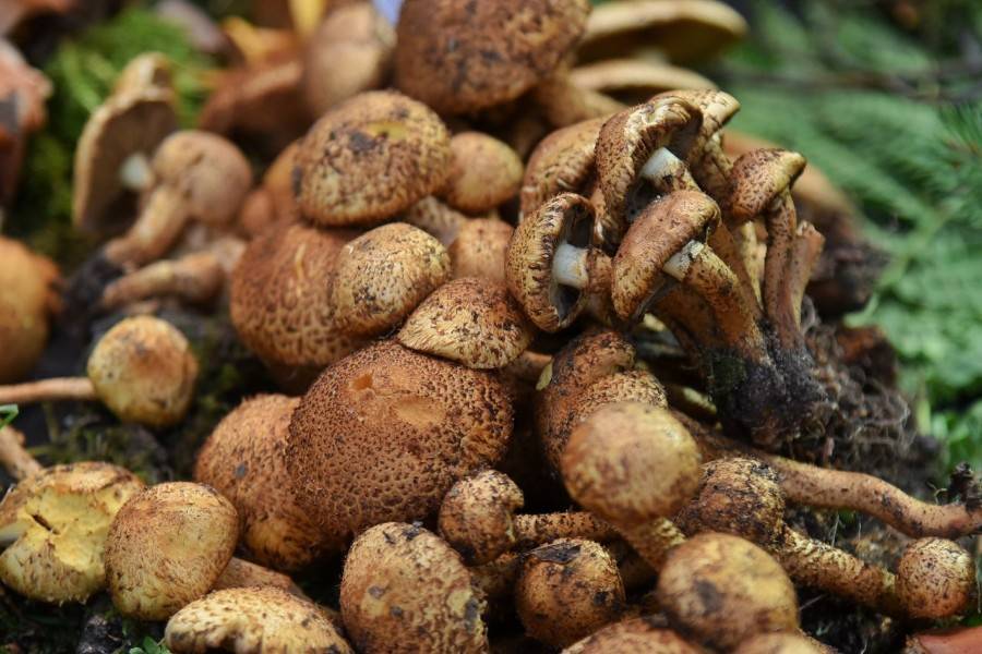 Белые грибы и осенние опята еще можно встретить в лесах Подмосковья