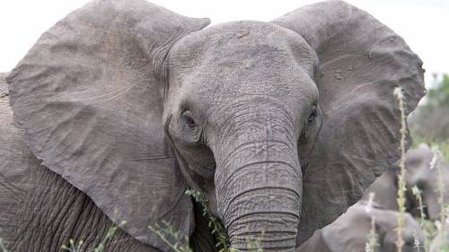 В Намибии слон насмерть затоптал туриста - Cursorinfo: главные новости Израиля