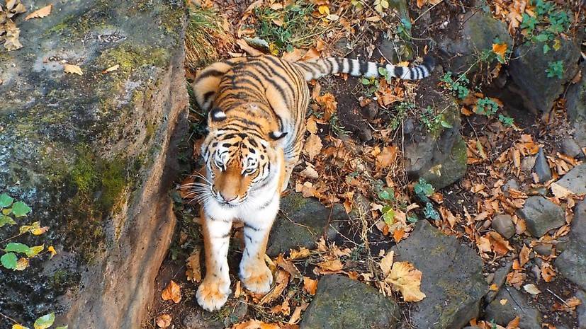 В Приморском сафари-парке рассказали о состоянии тигра Амура после смерти козла Тимура