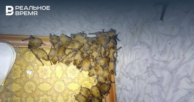 В Киеве волонтеры нашли в квартире более 100 летучих мышей