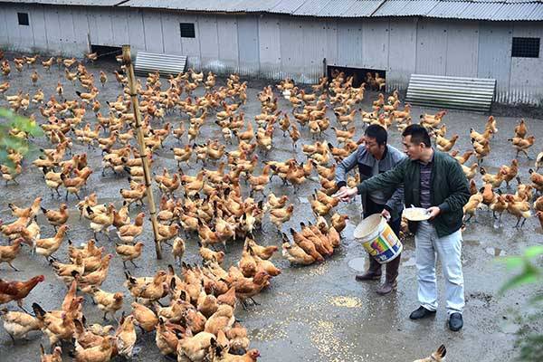 США признали китайскую систему контроля за мясом птицы равной своей
