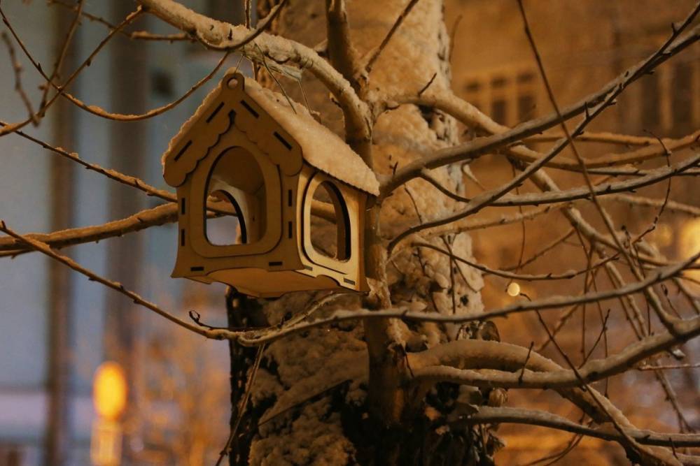 Петербуржцам расскажут о правилах подкормки зимующих в городе птиц
