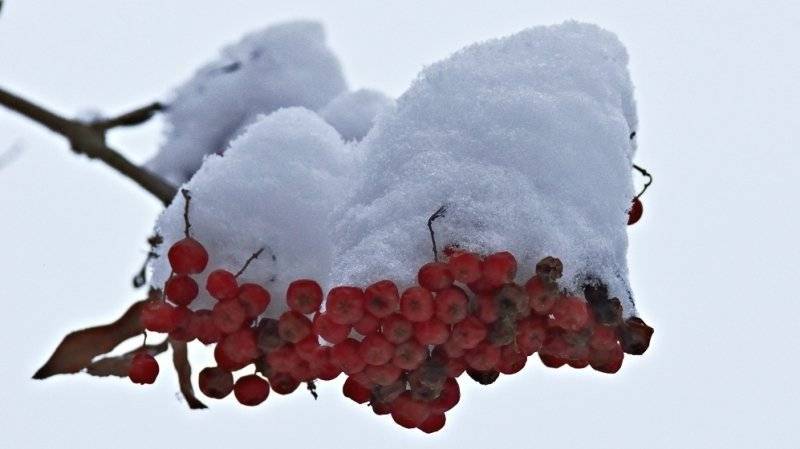 Зима в Москве будет «вишневой», обещают синоптики