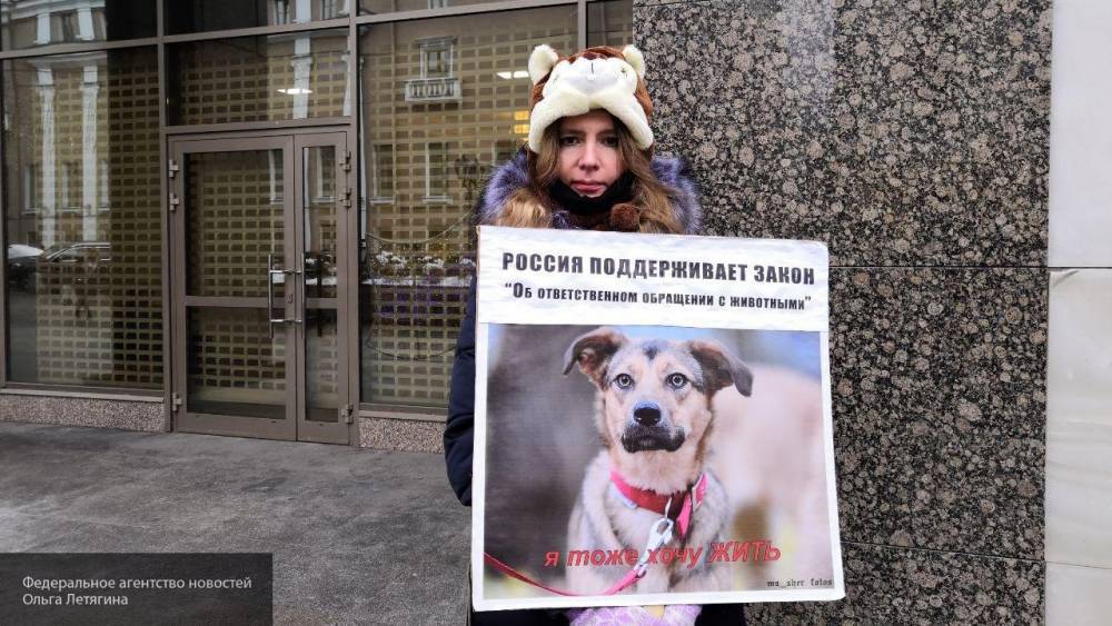 Зоозащитники в Забайкалье вышли на митинг против жестокости к животным