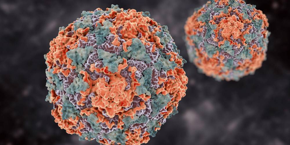 Российские ученые научились уничтожать 99% вируса гепатита B без ущерба для здоровья