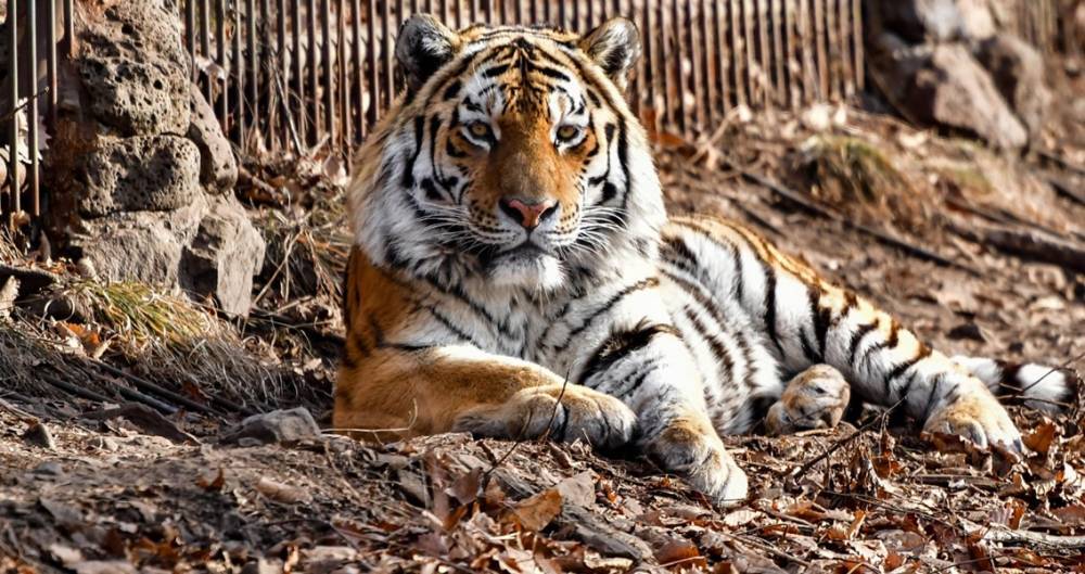 В сафари-парке рассказали о состоянии тигра Амура после смерти козла Тимура