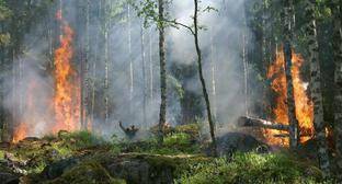 Крупный лесной пожар произошел в Абхазии