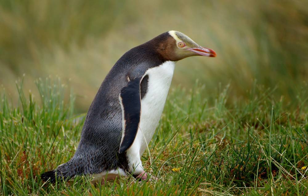 В Новой Зеландии Великолепный пингвин (Megadyptes antipodes) стал птицей года — видео