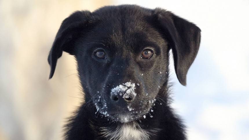 Строители спасли несчастного пса, провалившегося под лед в Свердловской области