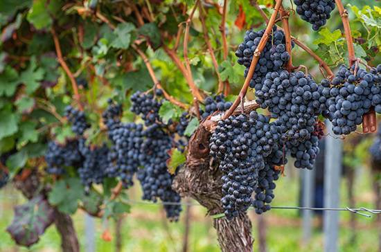 В Севастополе собрали рекордный урожай винограда
