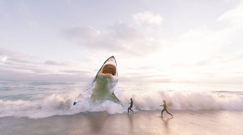 Побережье США «оккупировали» огромные белые акулы, достигающие 4,5 метров