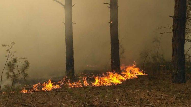 В Симферопольском районе горит лес