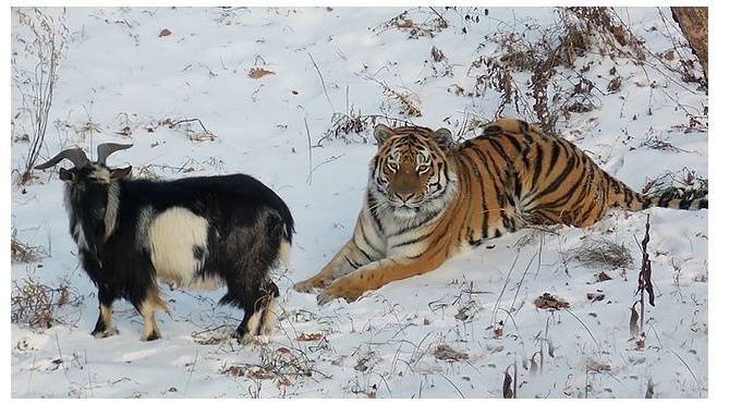 В сафари умер друживший с тигром Амуром козел Тимур