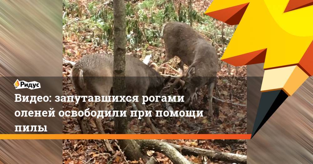 Видео: запутавшихся рогами оленей освободили при помощи пилы