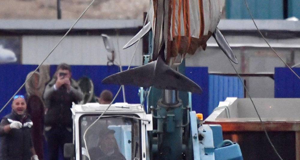 Последних белух выпустили из "китовой тюрьмы" в Приморье
