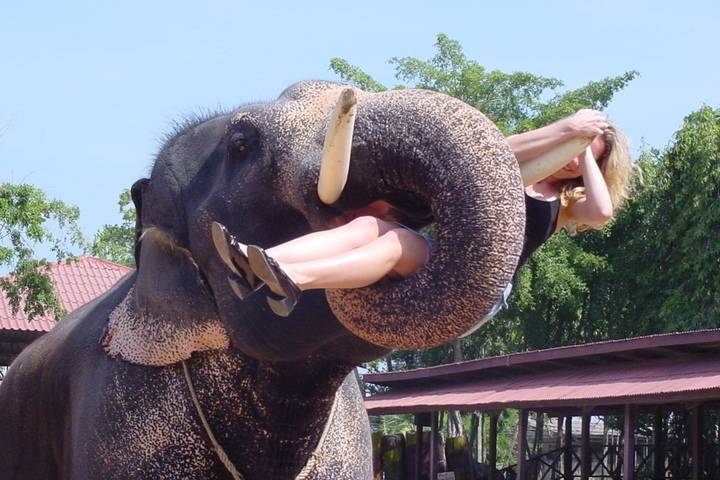В Индии поймали слона-убийцу по кличке бен Ладен