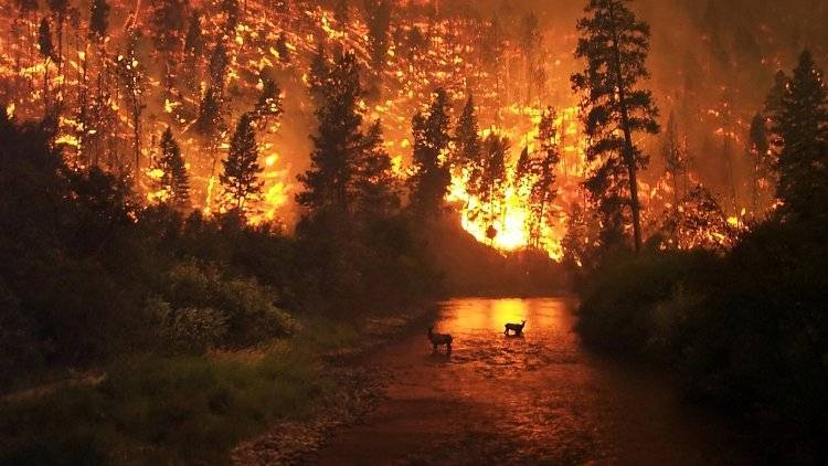 Режим ЧС был введен в Австралии из-за лесных пожаров