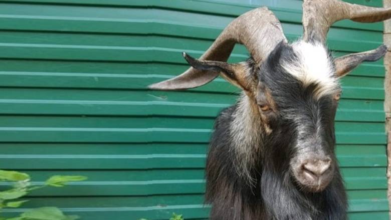 В Приморье умер знаменитый козел Тимур