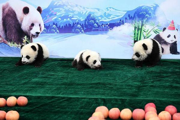 В Китае три получили имена детеныша большой панды