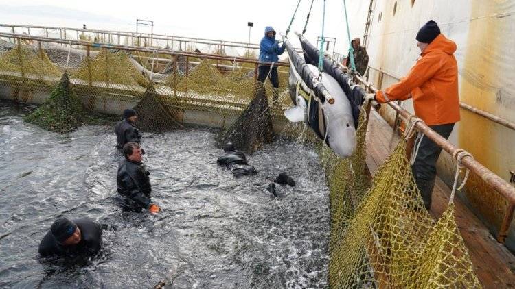 Последних белух из «китовой тюрьмы» в Приморье выпустили в море
