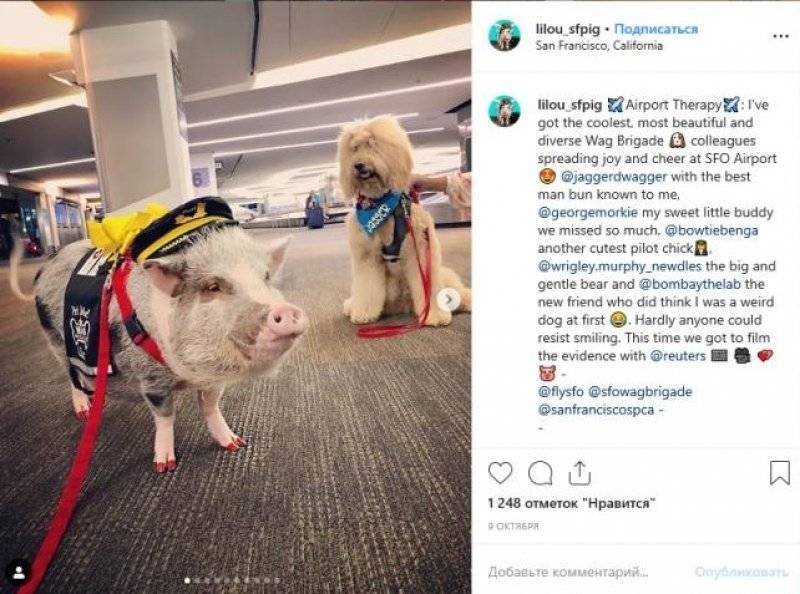 Аэропорт Сан-Франциско взял на работу свинью