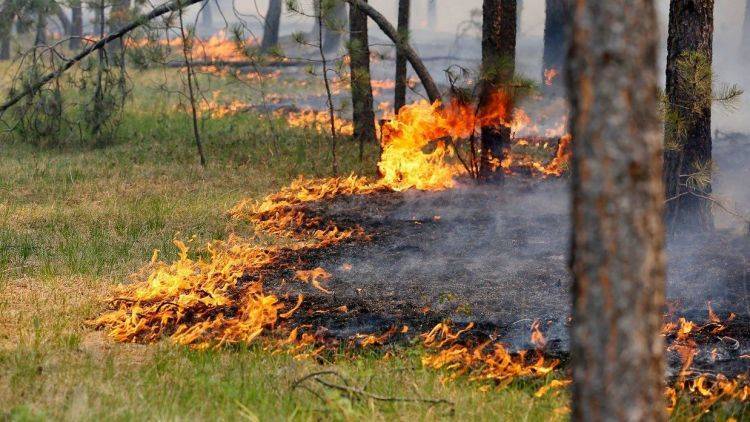 Какова ситуация с лесным пожаром в Симферопольском районе