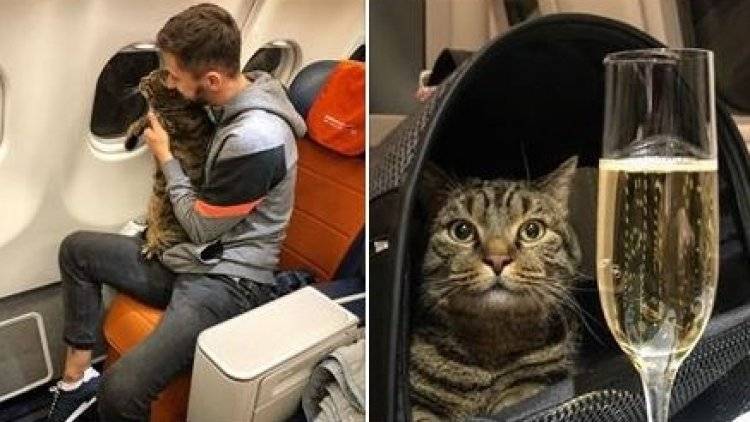 Россиян поразила мелочность «Аэрофлота» после наказания пассажира за толстого кота