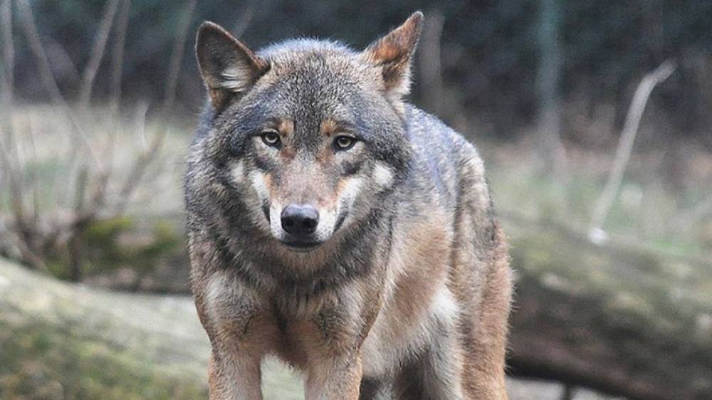 Охотники Карелии сократили численность волков на три особи