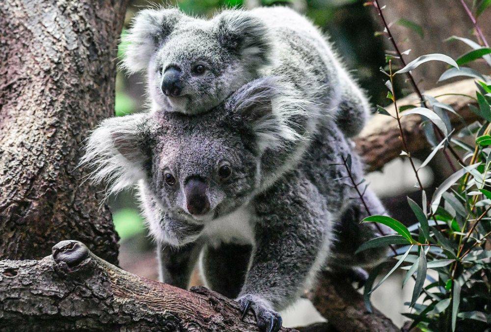 Больше половины коал погибли в заповеднике в Австралии из-за лесного пожара