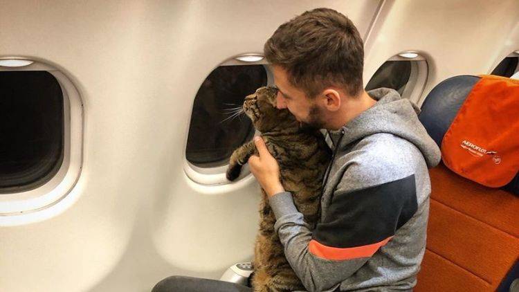 "Аэрофлот" лишил пассажира бонусных миль за провоз толстого кота