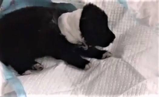 Зоозащитники спасли щенка с «кровавым ожерельем», которое вырезали живодеры