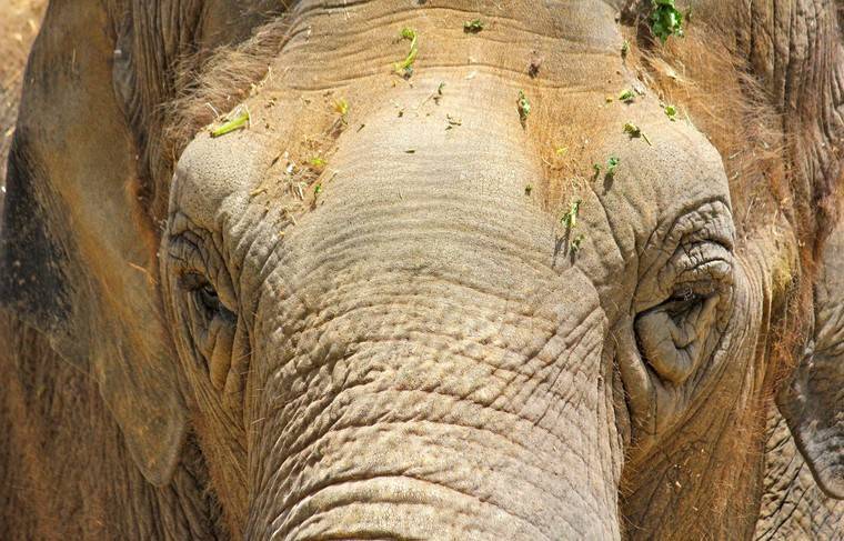 Убившего пятерых человек слона по кличке бен Ладен поймали в Индии