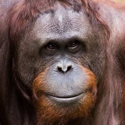 Аргентинский суд признал самку орангутана Сандру личностью