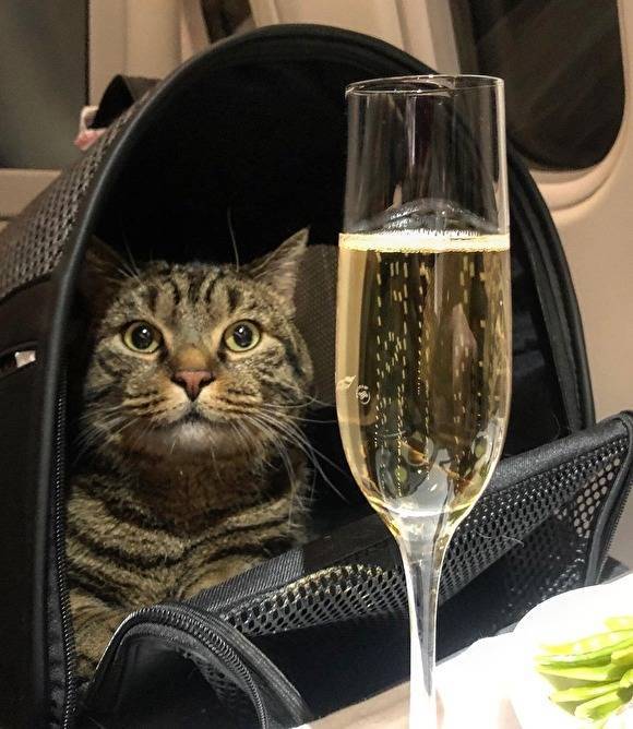 «Аэрофлот» лишил пассажира бонусных миль за перевозку слишком толстого кота в самолете