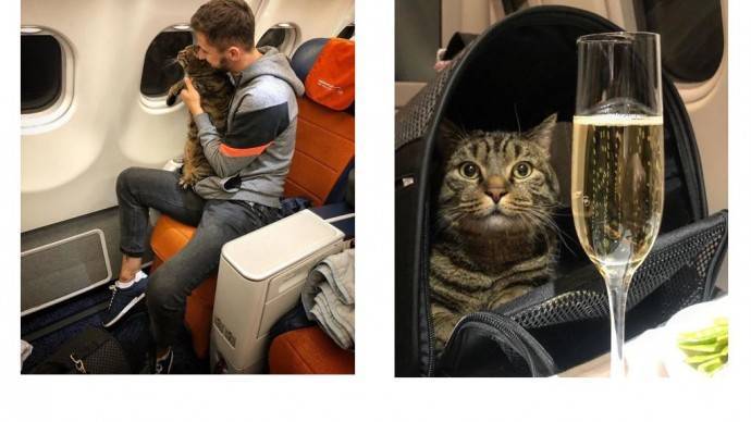 «Аэрофлот» лишил пассажира премиальных миль за перевозку слишком толстого кота